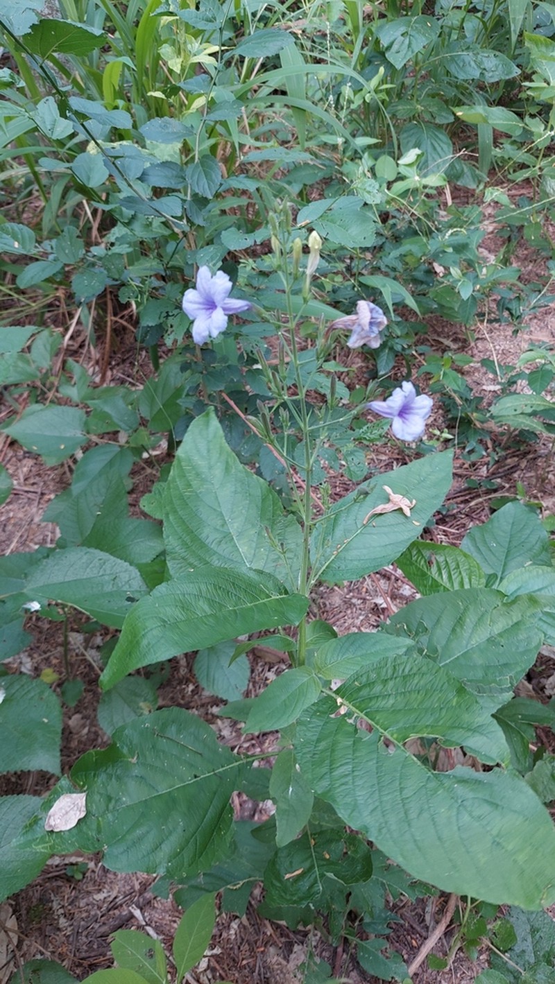 Western Wild Petunia photo 3