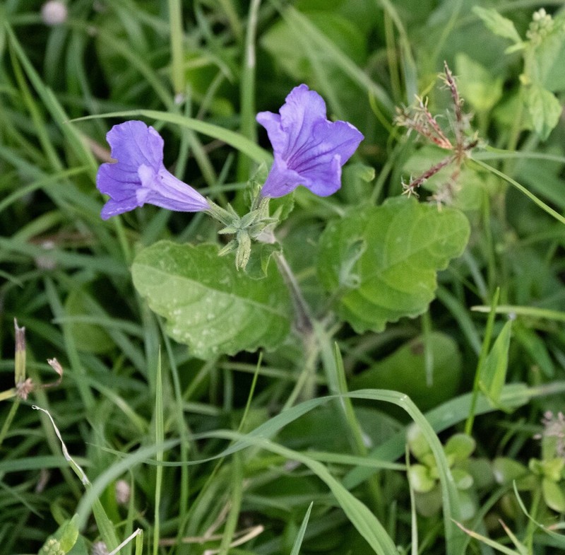 Yucatan Wild Petunia photo 4