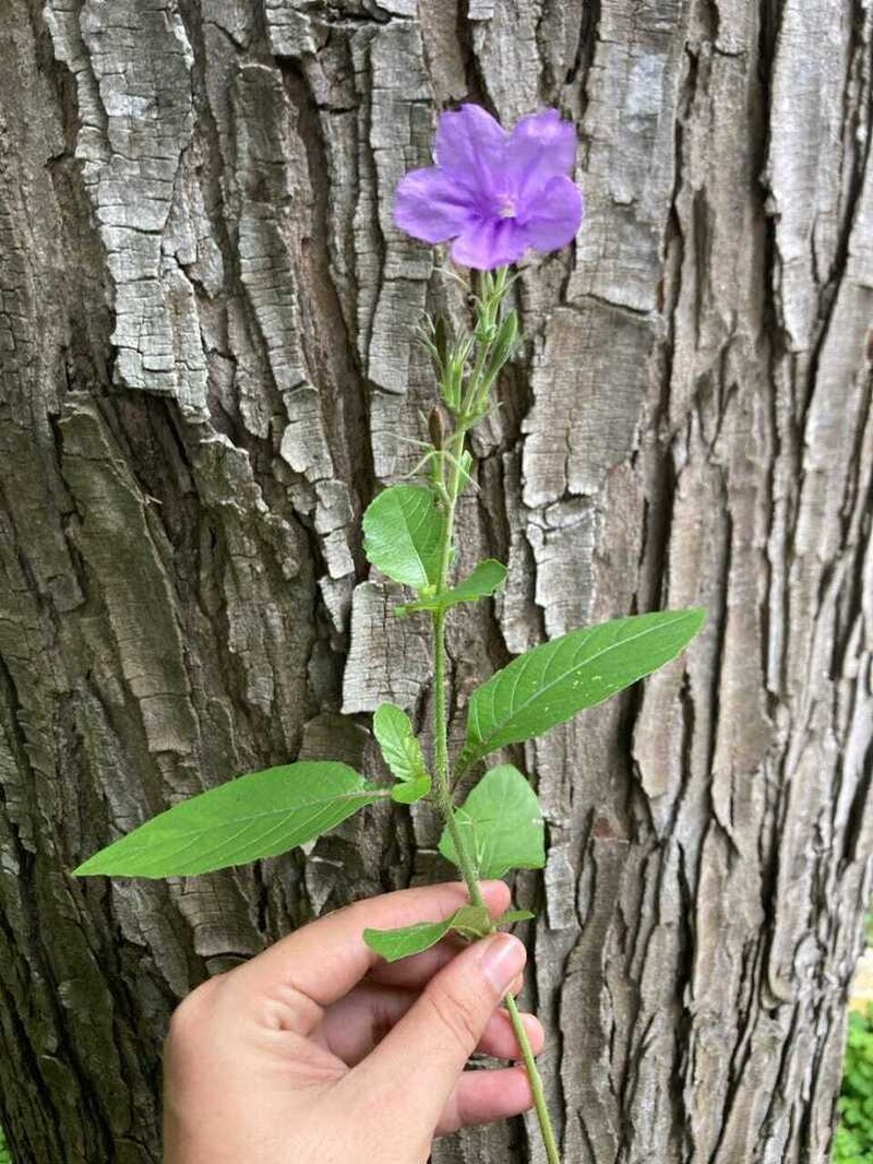 Yucatan Wild Petunia photo 7