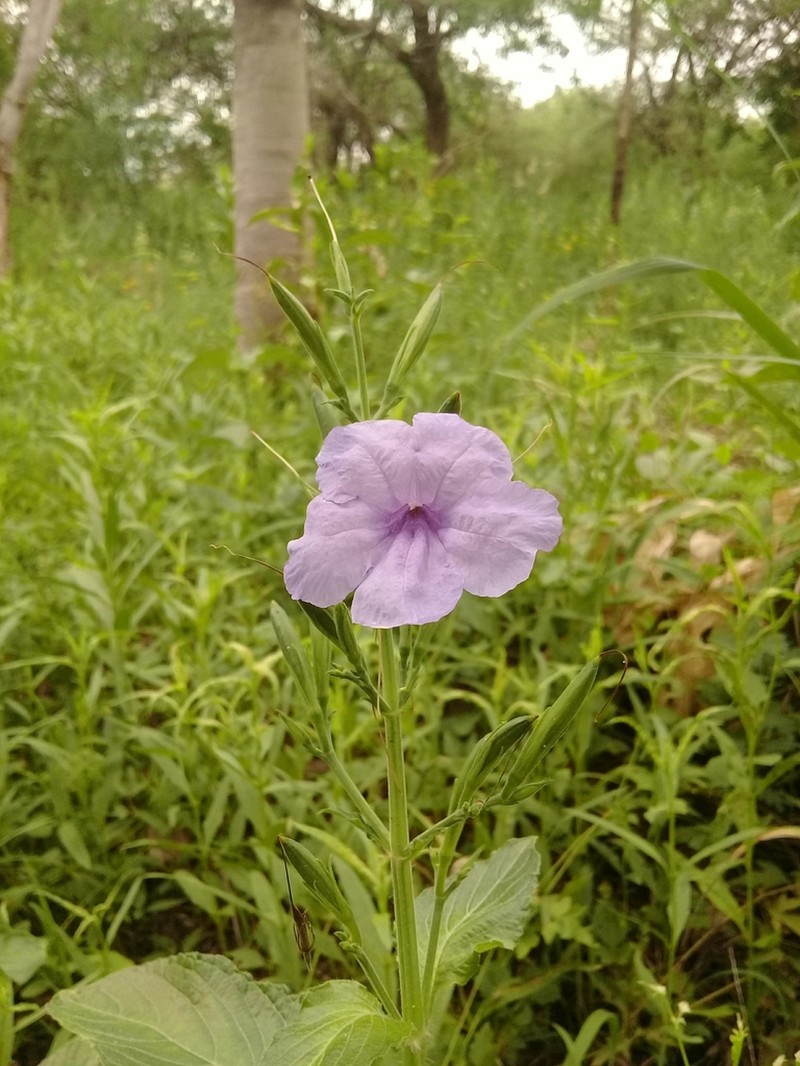 Yucatan Wild Petunia photo 8