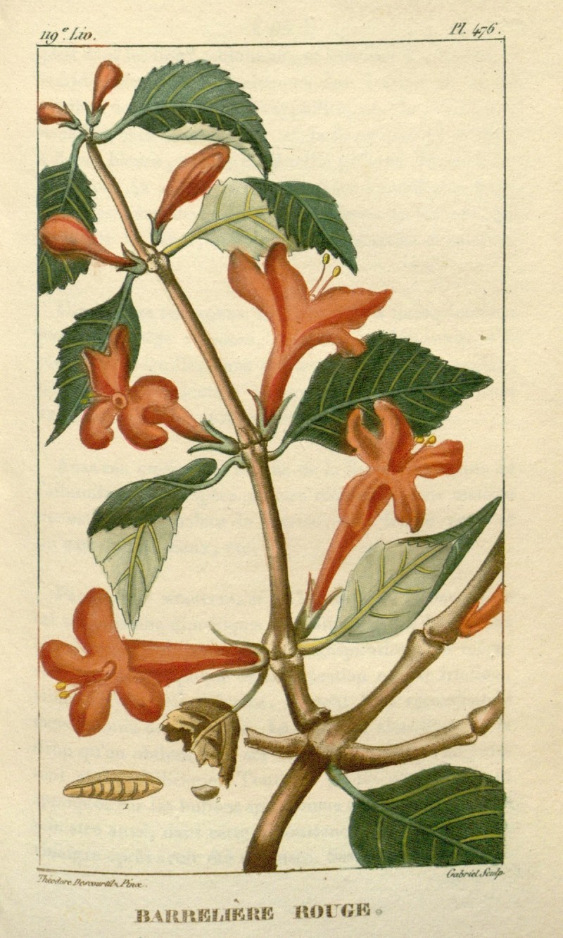 Yerba Maravilla photo 4