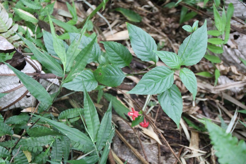 Yerba Maravilla photo 2