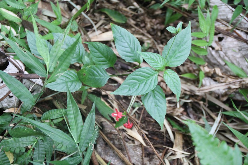 Yerba Maravilla photo 3