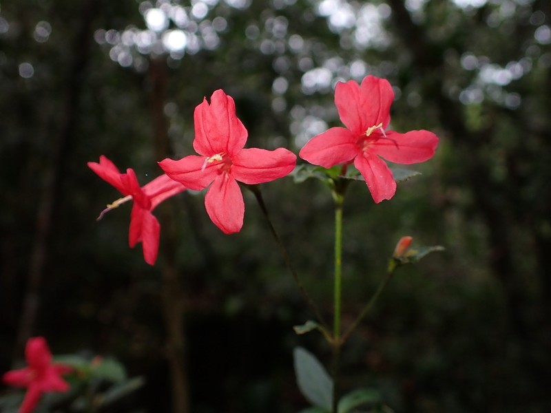 Yerba Maravilla