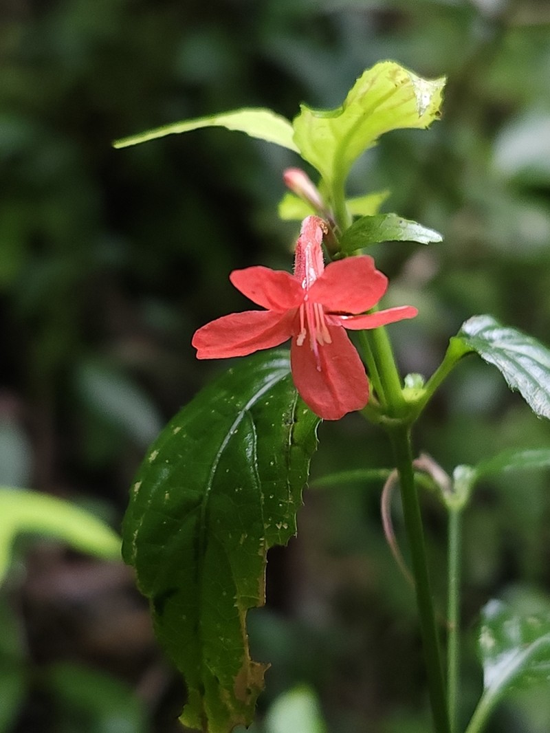 Yerba Maravilla photo 2