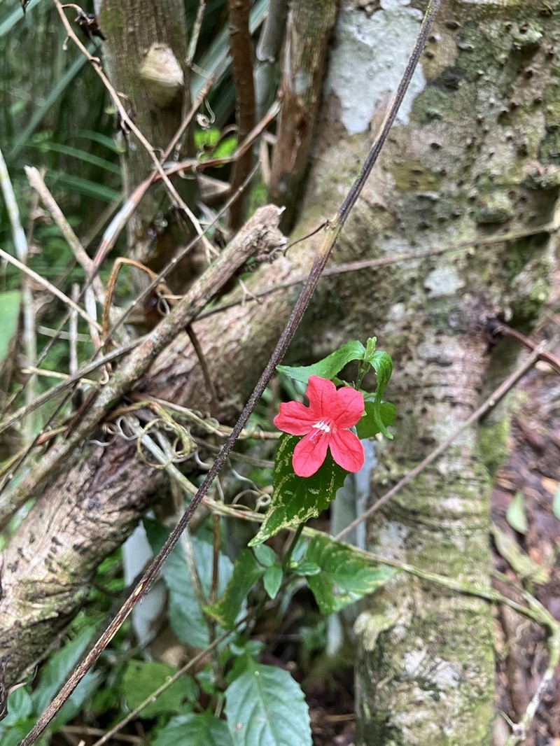 Yerba Maravilla photo 3