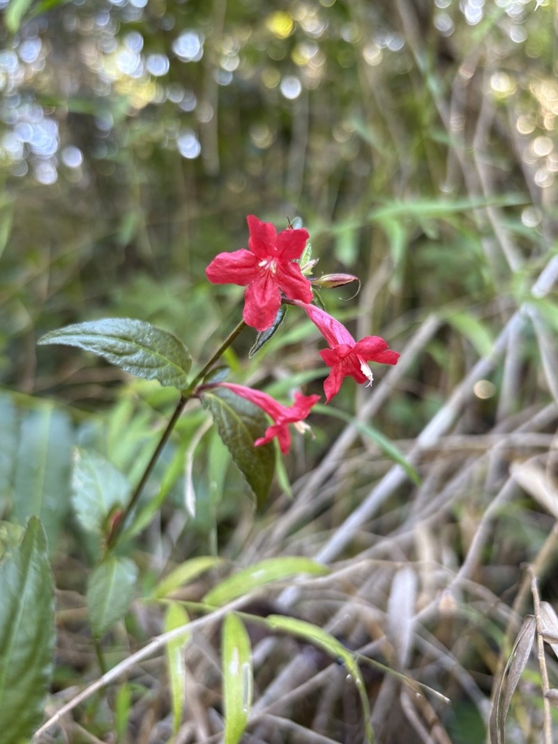 Yerba Maravilla photo 4