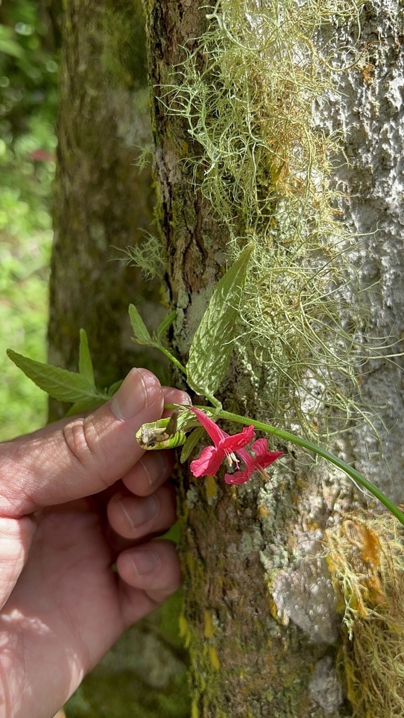 Yerba Maravilla photo 5