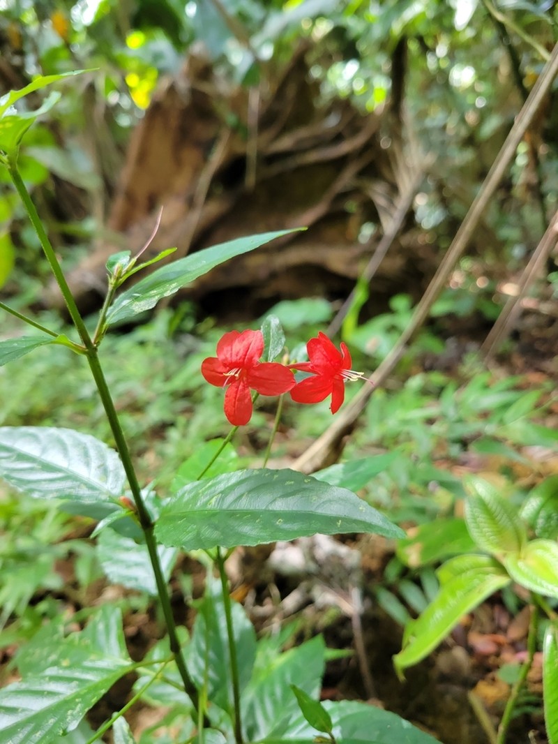 Yerba Maravilla photo 6