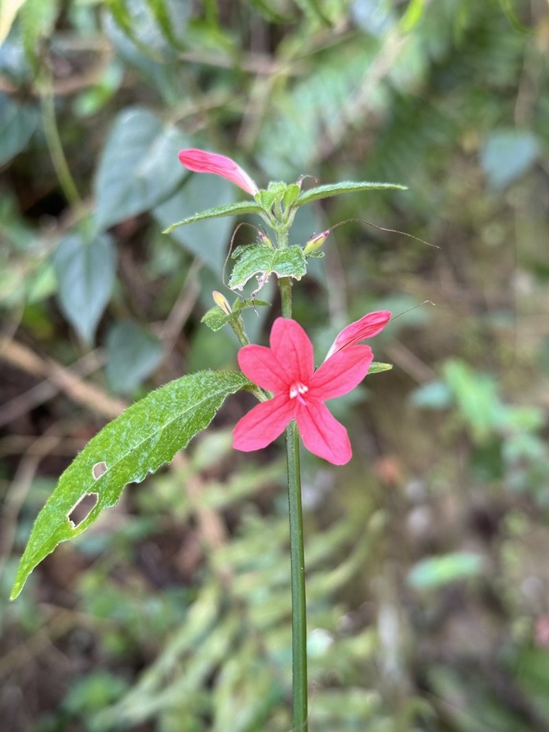 Yerba Maravilla photo 7