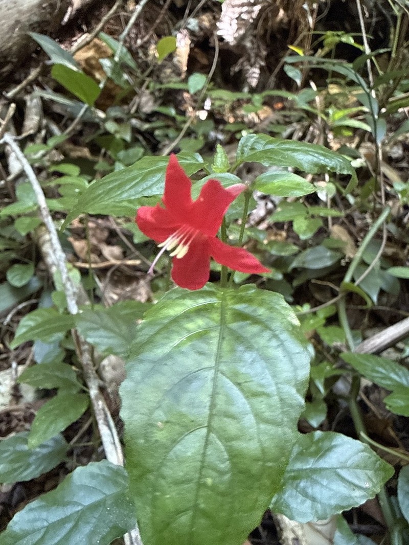 Yerba Maravilla photo 8