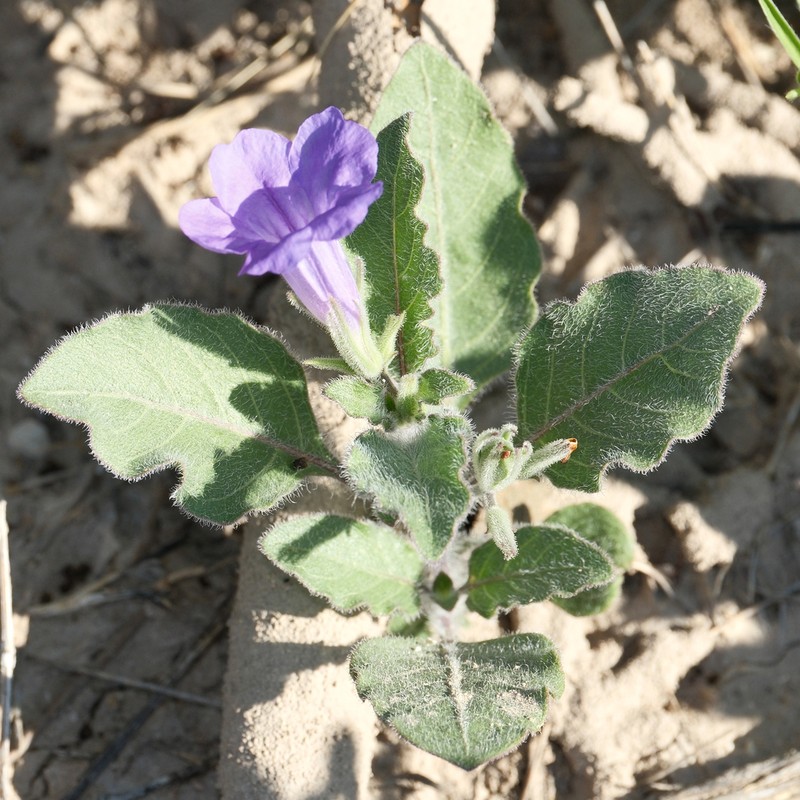 Corzo'S Wild Petunia