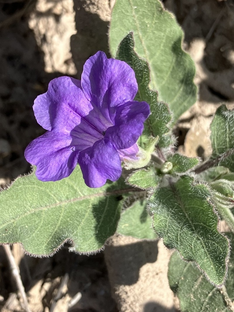 Corzo'S Wild Petunia photo 2