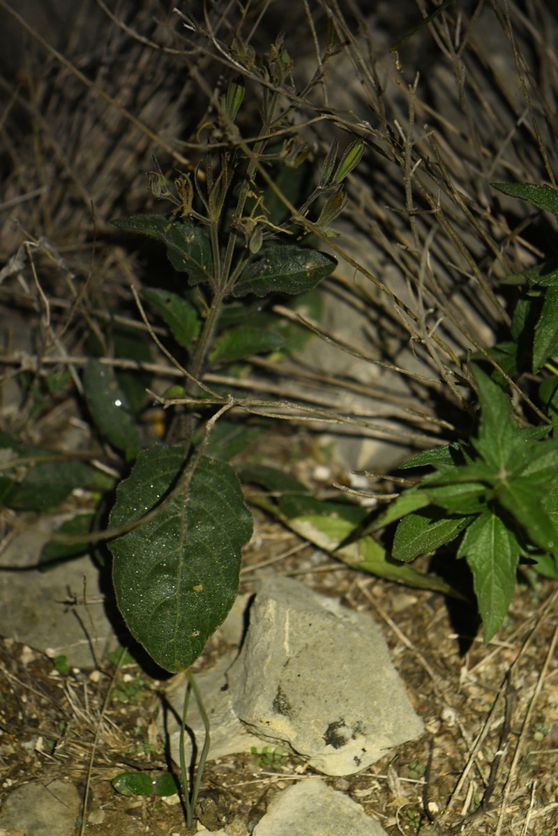 Corzo'S Wild Petunia photo 3