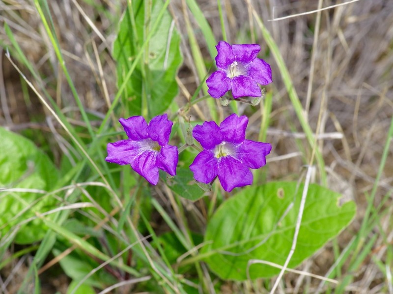 Corzo'S Wild Petunia photo 5