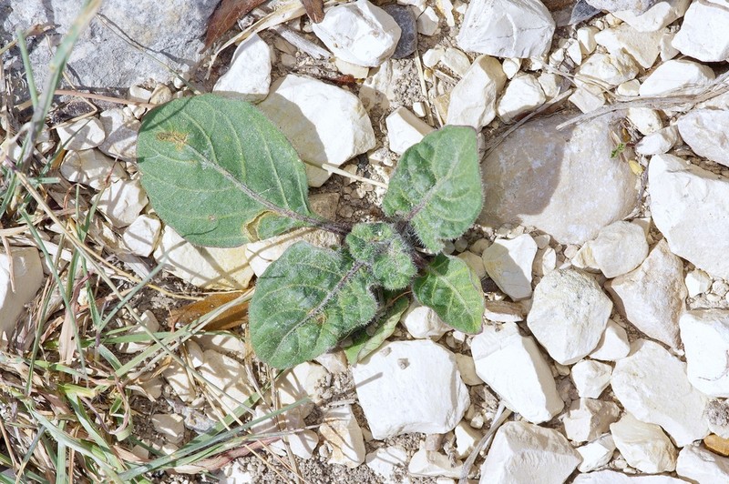 Corzo'S Wild Petunia photo 6