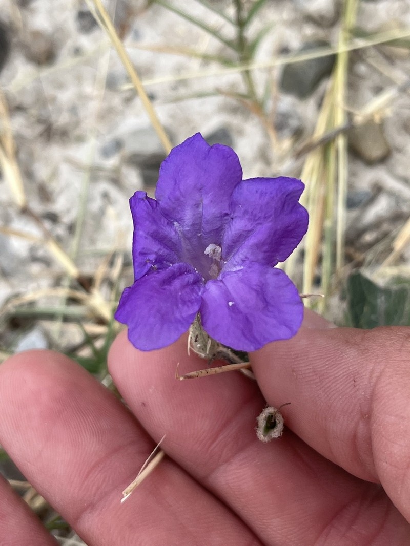 Corzo'S Wild Petunia photo 7