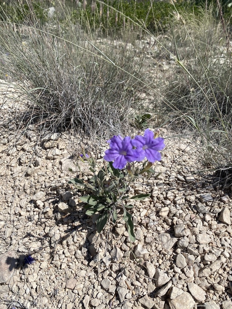 Corzo'S Wild Petunia photo 8