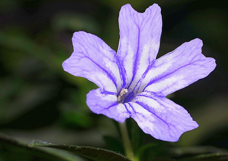 Brazilian Wild Petunia photo 5