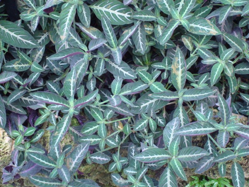 Brazilian Wild Petunia