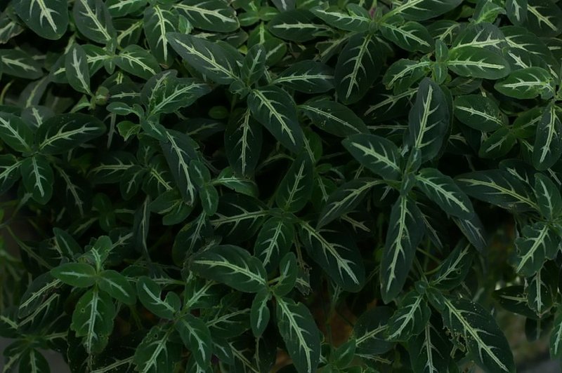 Brazilian Wild Petunia photo 6