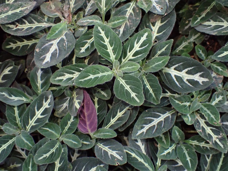 Brazilian Wild Petunia photo 4