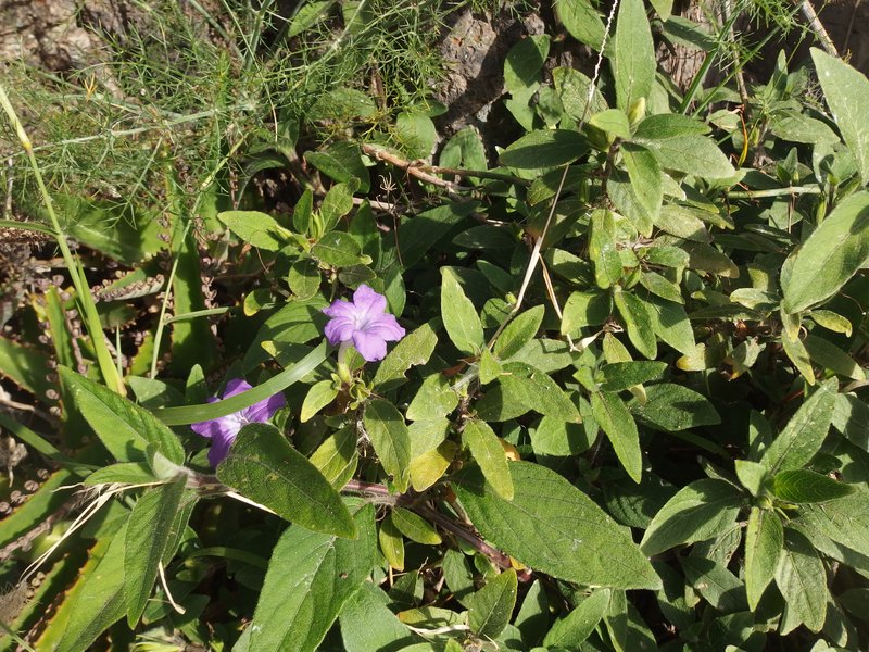Ruellia dipteracanthus