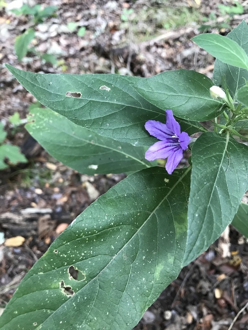 Drummond's Wild Petunia