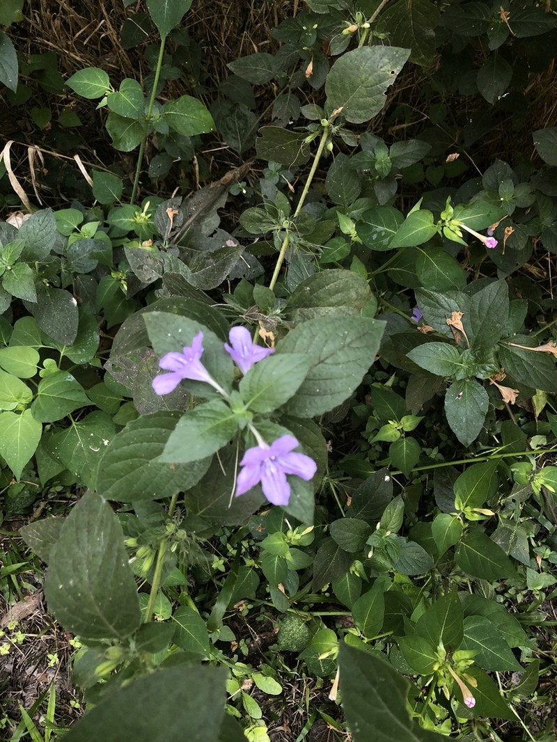 Drummond's Wild Petunia photo 2