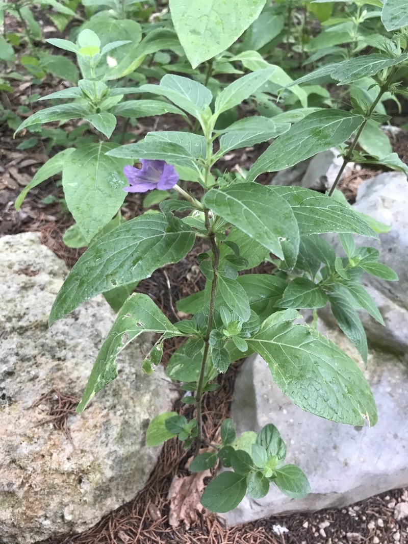 Drummond's Wild Petunia photo 4