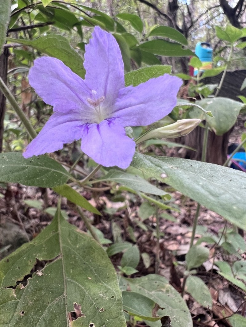Drummond's Wild Petunia photo 5