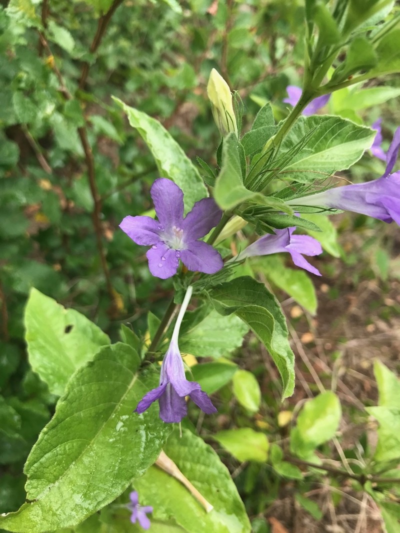 Drummond's Wild Petunia photo 6