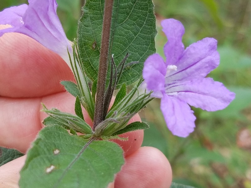 Drummond's Wild Petunia photo 7