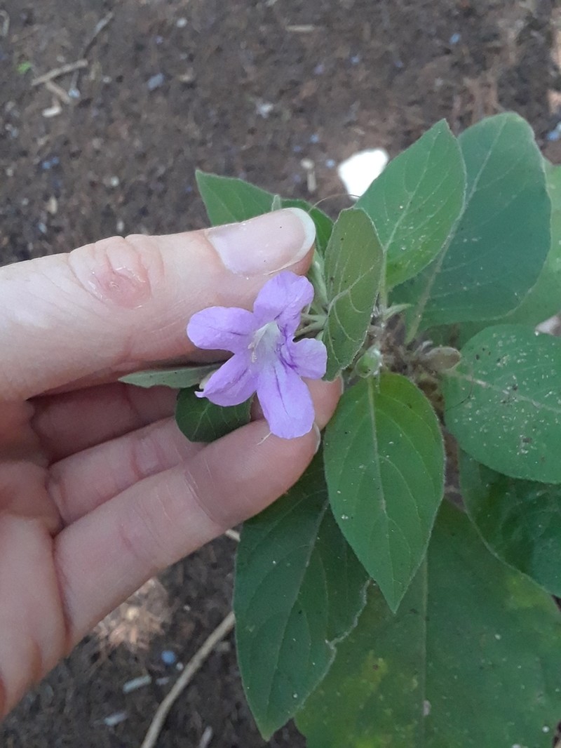 Drummond's Wild Petunia photo 8