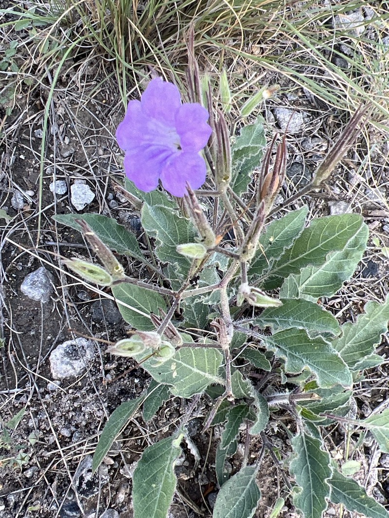 Drushel'S Wild Petunia photo 2