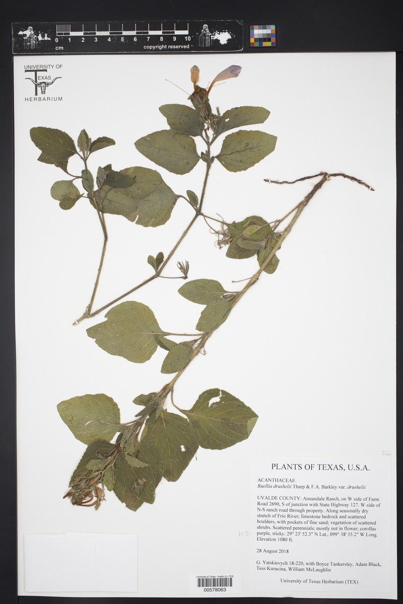 Ruellia drushelii var. drushelii