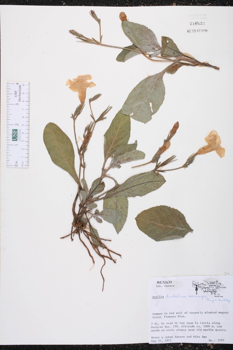 Ruellia drushelii var. macrocarpa
