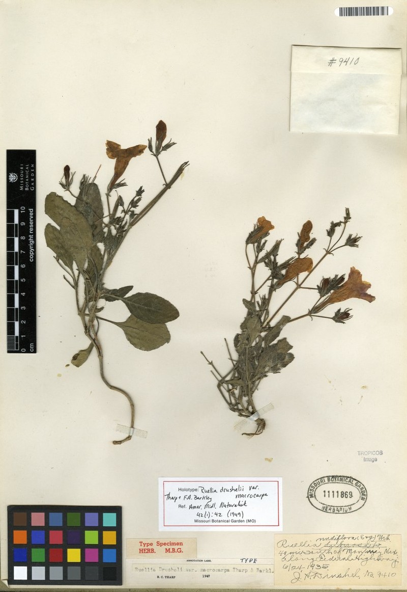 Ruellia drushelii var. macrocarpa photo 2