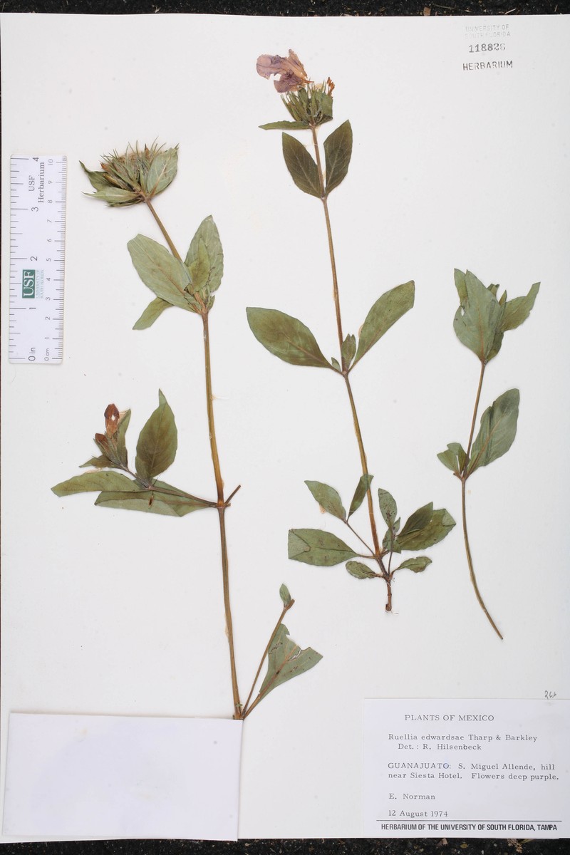 Ruellia edwardsae