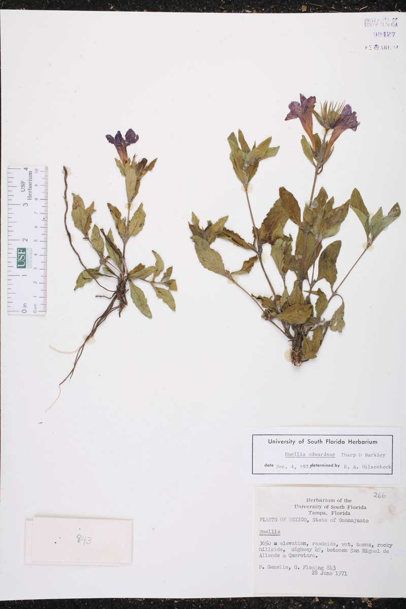 Ruellia edwardsae photo 2
