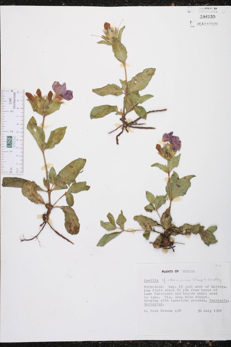Ruellia edwardsae photo 3