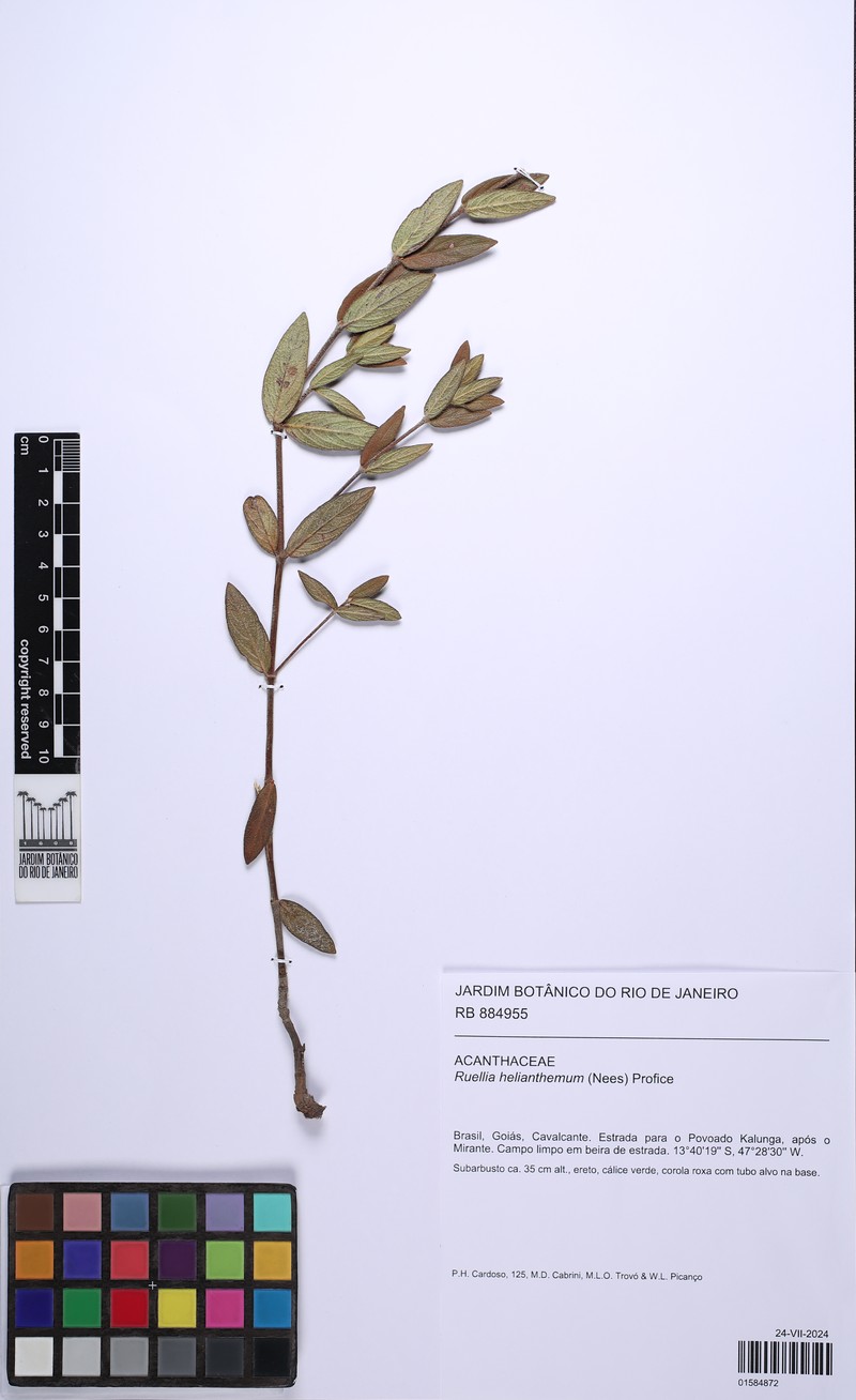 Ruellia helianthema