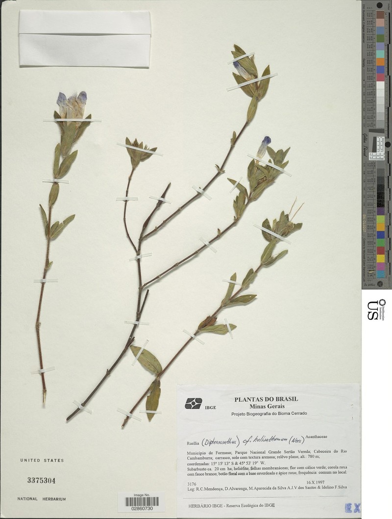 Ruellia helianthema photo 2