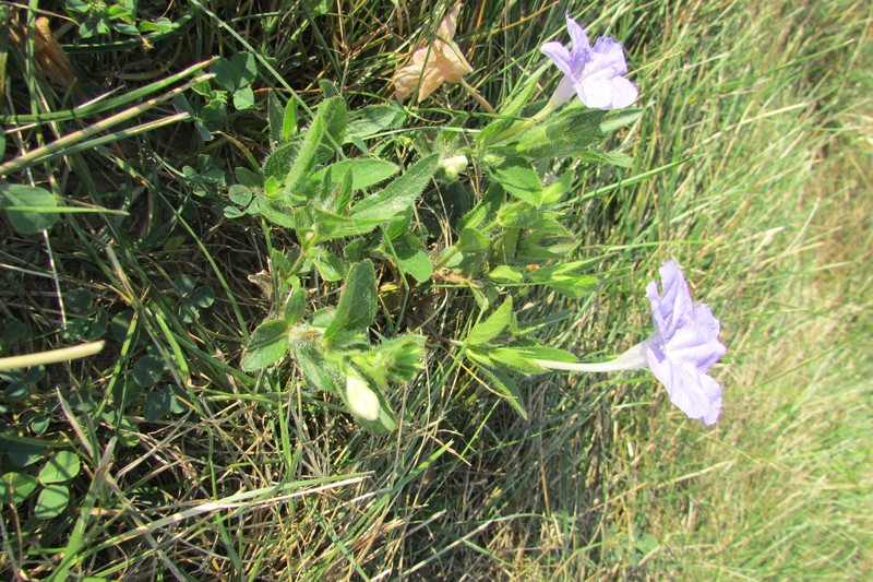 Fringeleaf Wild Petunia photo 5