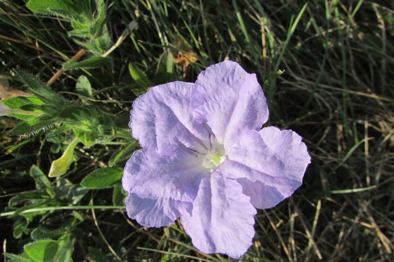 Fringeleaf Wild Petunia photo 6