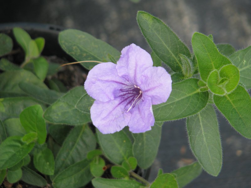 Fringeleaf Wild Petunia
