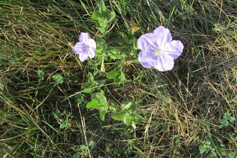 Fringeleaf Wild Petunia photo 2
