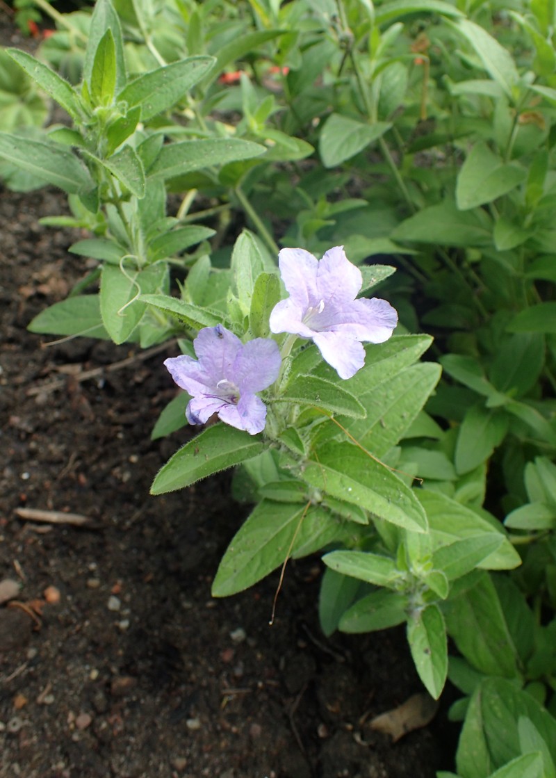 Fringeleaf Wild Petunia photo 3