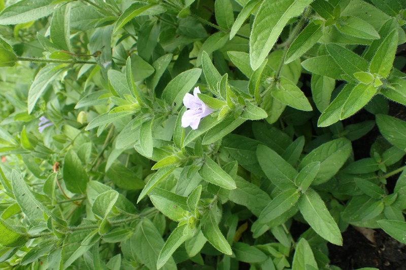 Fringeleaf Wild Petunia photo 4