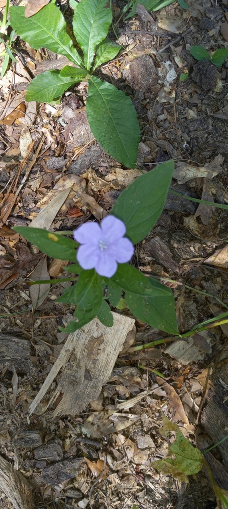 Fringeleaf Wild Petunia photo 3